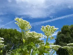 独家:莫兰特比分优势明显(莫兰特最厉害的一场球赛的四节全视频) 独家:莫兰特比分优势明显(莫兰特最厉害的一场球赛的四节全视频)